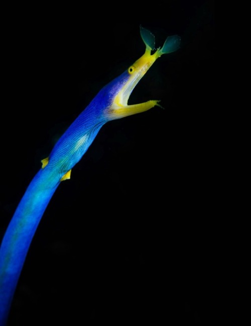 Blue ribbon eel by Robert Smits 