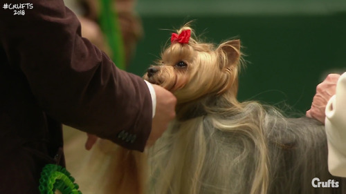Best hair goes to the yorkie