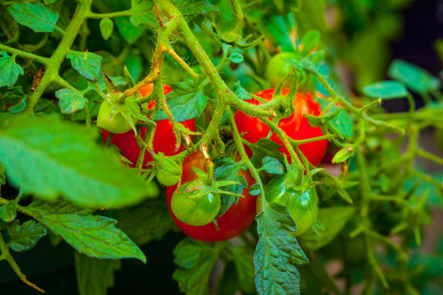 Olenko’s Raw Vegan Pasta with Pesto and Garden Tomatoes  I have beautiful baby tomat