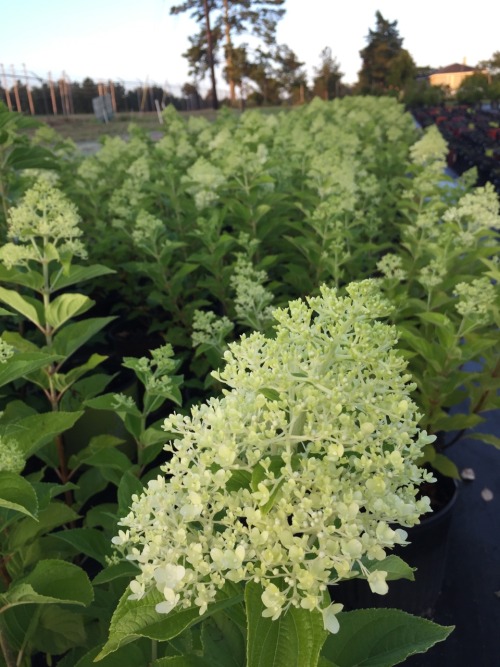 Hydrangea paniculata ‘Limelight’