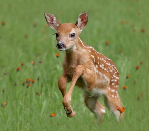 beautiful-wildlife: Fawn Leaping by Brian Sartor