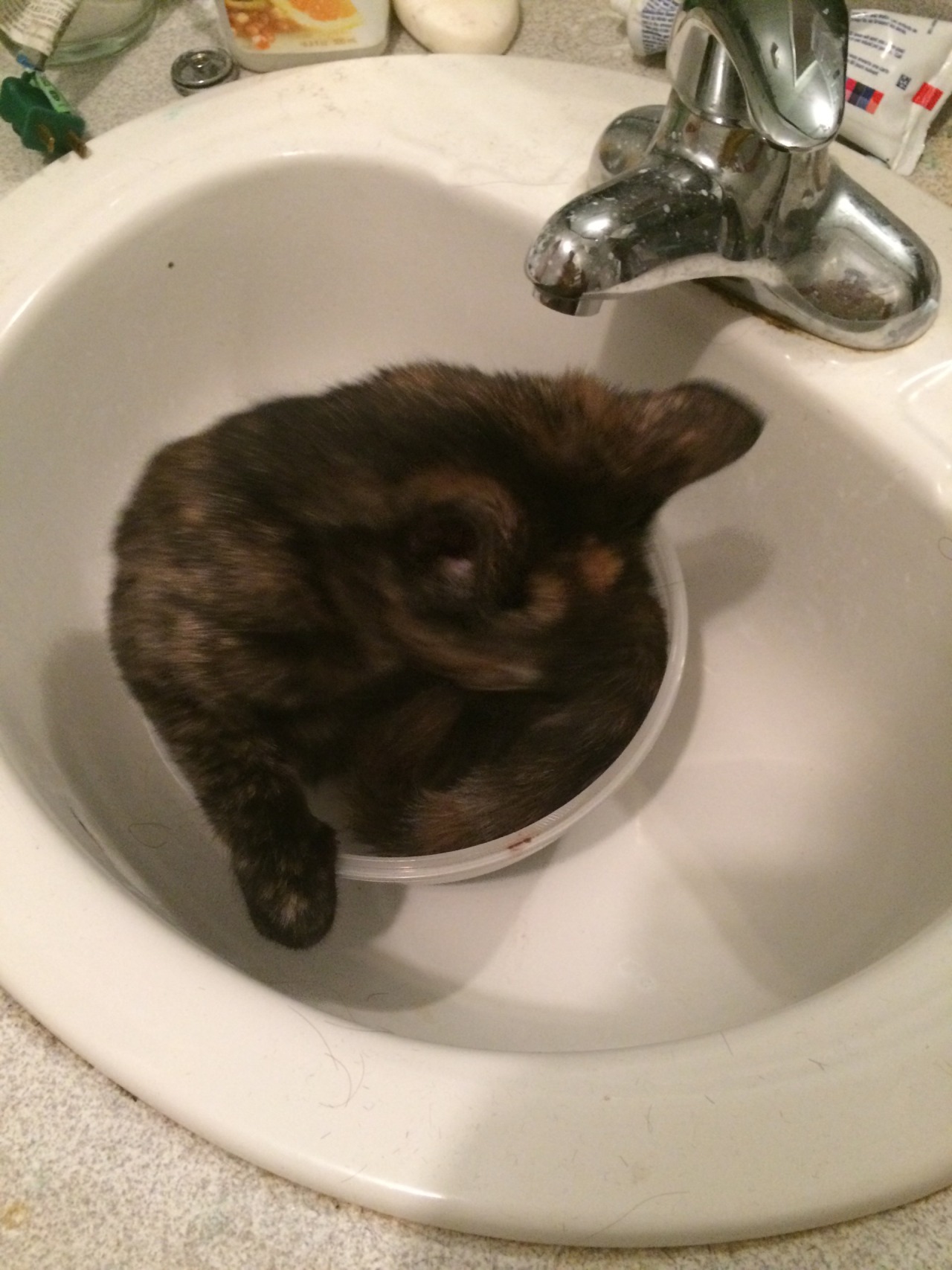 fartgallery:  Cera got in this bowl and won’t get out