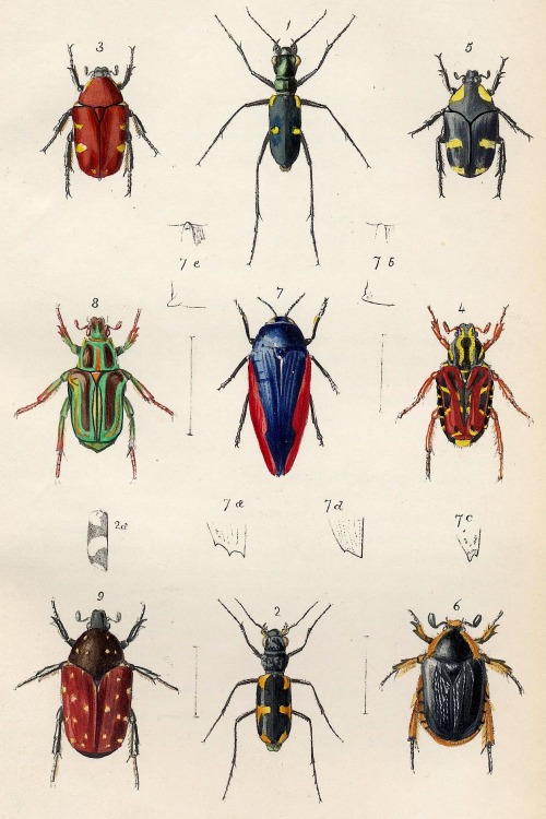 vintascope: Coleoptera (Beetle) entomology.