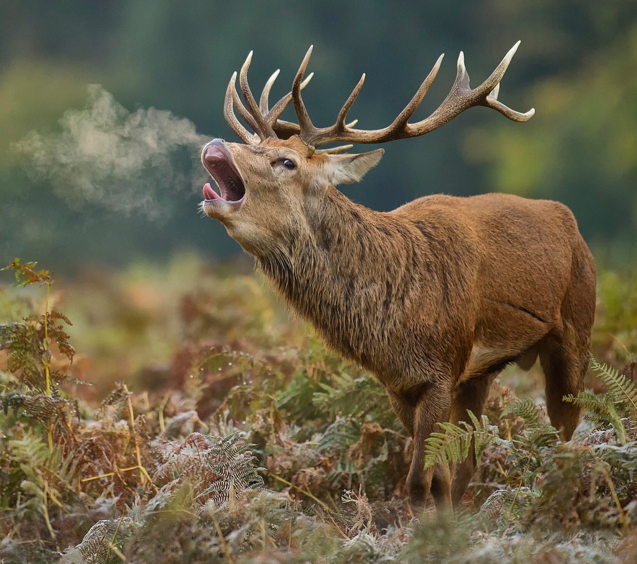 beautiful-wildlife:  The Boss by Dave Kitson