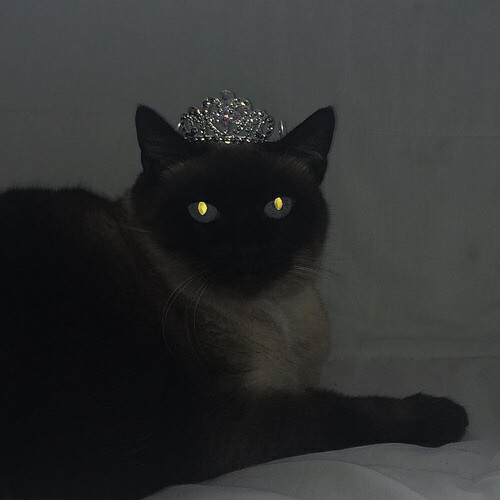 𝚙」𝚔𝚊𝚎𝚛𝚊𝚜𝚝𝚊  Black cat aesthetic, Cat aesthetic, Cat icon