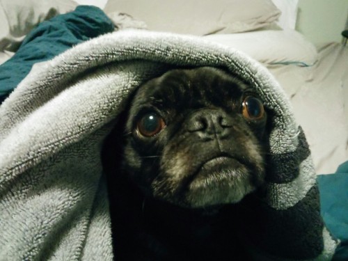 Buckley won’t let you pull warm laundry out of the dryer without trying to help with the foldi