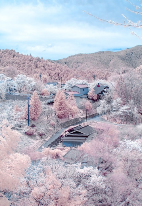 Cherry blossoms in full bloom at Mount Yoshino, Nara, Japan Blog about Japan? Share your blog with m