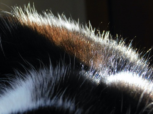 Kitty fur in the Winter sunlight.Gracie girl.