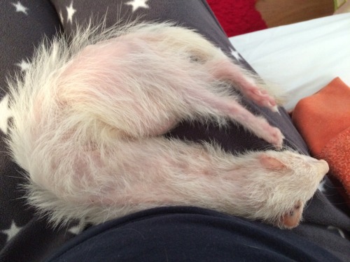 Look at my elderly dog who has cancer but is still active and alertThis Long Dog™ is exquisite