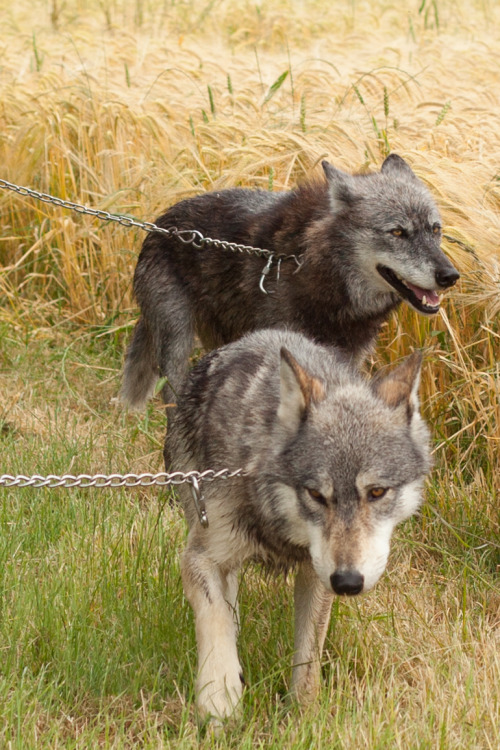 Porn photo Wolves, man: a day spent walking with them