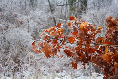 coraruthphotography:  After an ice storm 1/17/17  🌨❄️🍂  Cora Ruth Photography 