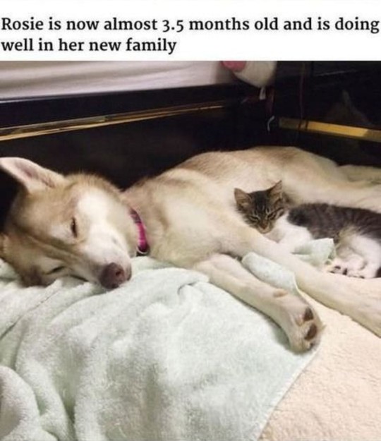 catchymemes:  