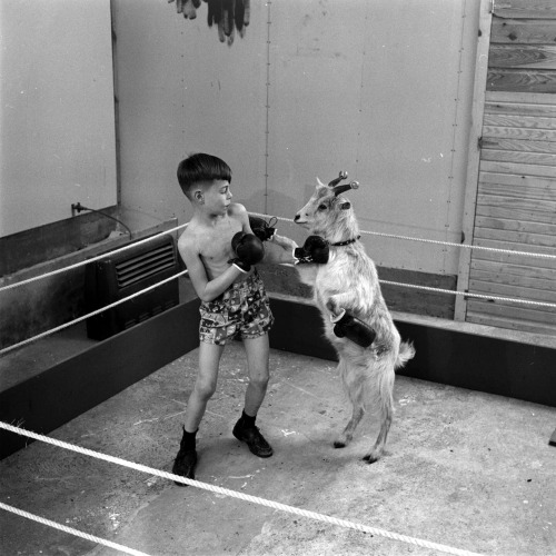 Joseph Scherschel - A goat trained to box with a young boy.
