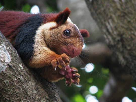 silverhawk:  the indian giant squirrel is adult photos