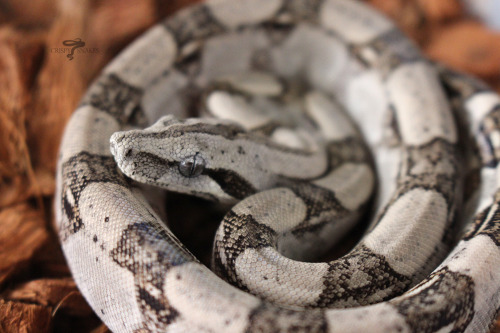 crispysnakes:Red Ginseng - Lincoln x Denton line, het anery Long tail boa (Boa i. longicauda)Allison