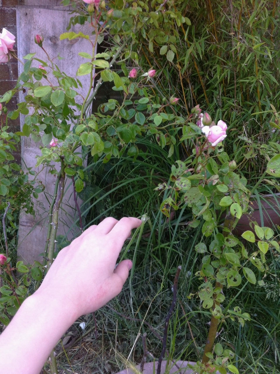 forest0fdenial:  🌸i believe the universe wants to be noticed🌸