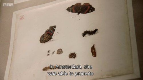 ex-libris-blog:  “But Maria explained and painted their life cycle. Their metamorphosis from caterpillar to chrysalis to butterfly. She not only explained that process, she showed which plant species each butterfly species was dependent upon. This book