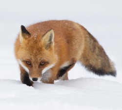 beautiful-wildlife:  Red Fox by Corey Hayes