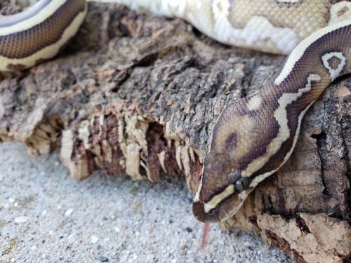 snabiesnbabies:Shaman’s first time outside! He was such a good boy. He didn’t want to let go of his log, but that’s okay