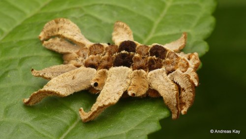 onenicebugperday:Monkey Slug Caterpillar and Adult Moth, Phobetron hipparchia, EcuadorPhotos by Andr