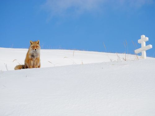 A fox and a Grave