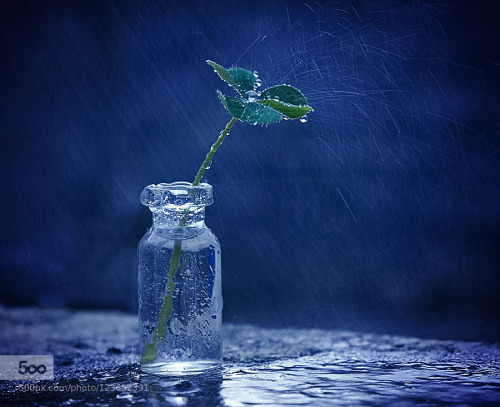 stephanocardona:  Lucky rainy day by lindahabiba Link: http://ift.tt/1LTPwLC 