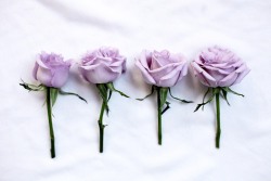 hawaiiancoconut:  Four lavender roses.  