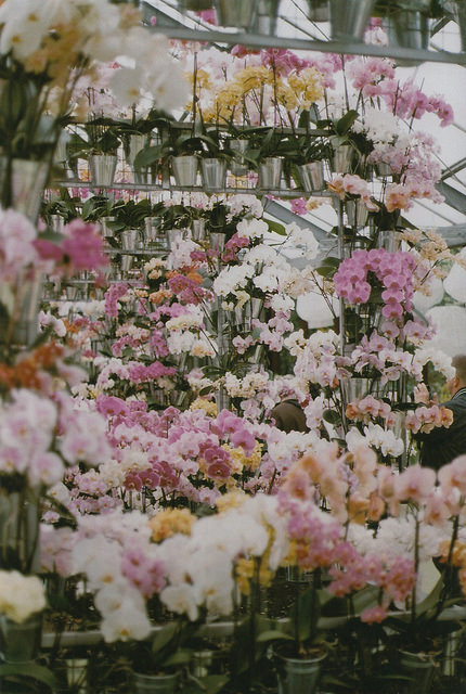 floralls:  (by Petrana Sekula) 