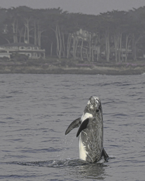 Risso’s Dolphin Spyhop