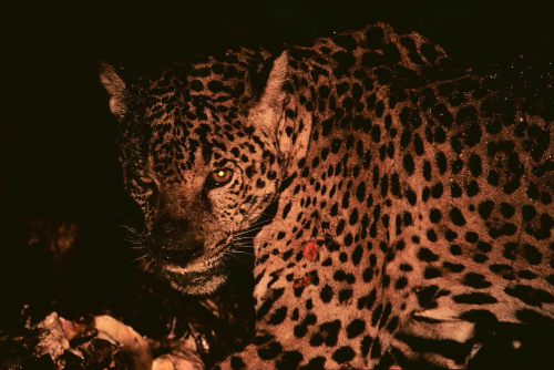 jaguarappreciationblog: Bloodied in battle, a rain-specked jaguar bears fresh wounds from a fight wi