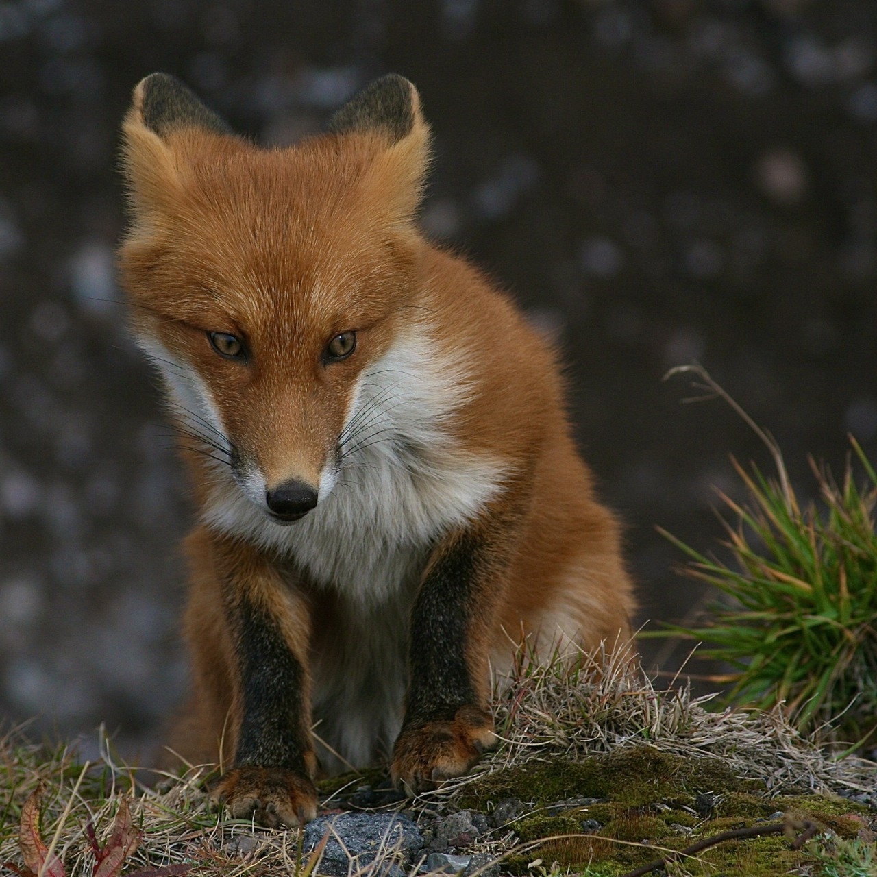 beautiful-wildlife:  Innocence by Irina Nazarova 
