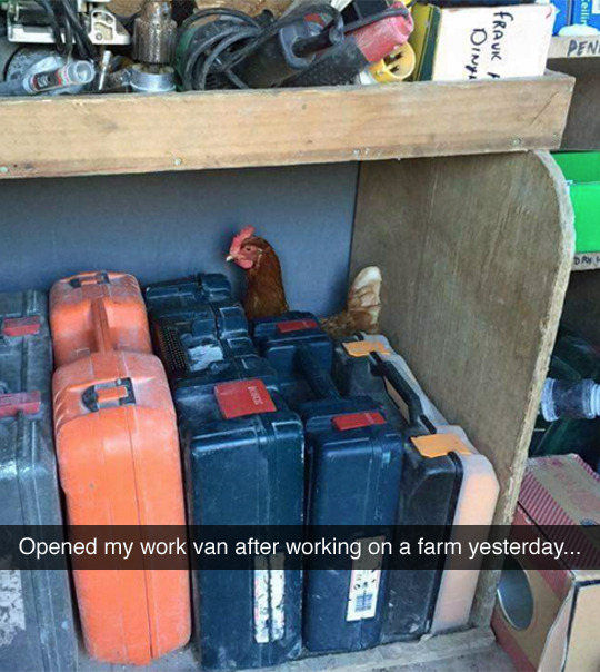 A fowl situation. (photo by jaggedllama)