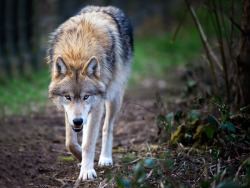 elegantwolves:  She wolf 5 by Marc Tornambé on 500px 