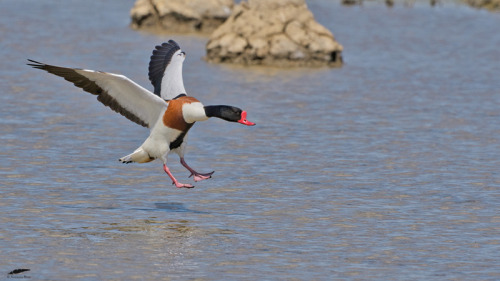 Shelduck - Tadorna (Tadorna tadorna)Vila Franca de Xira/Portugal (5/05/2022)[Nikon D500; AF-S Nikkor