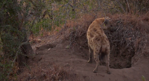 phoenixsparks: melancholyprince: finally got to see one of Gwen’s cubs on the safariLIVE strea