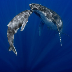 A mother’s love (Humpback Whale with her