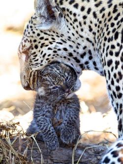 myssthique:  Snow panther and her baby /