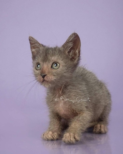 Sweet little face #lykoi #lykoicat #lykoikitten #jellybeanofdoom