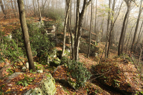 vandaliatraveler:When I reached the Cheat River Canyon this past Saturday morning, the fog was so he