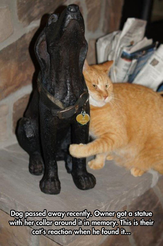 srsfunny:  Missing His Friend