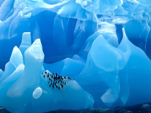 Penguins on a &ldquo;Blue Iceberg&rdquo; caused by thousands of years of compression