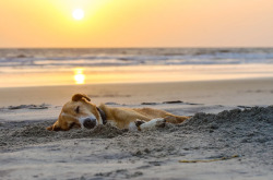 handsomedogs: Sleepy beach dog by Victoria I.