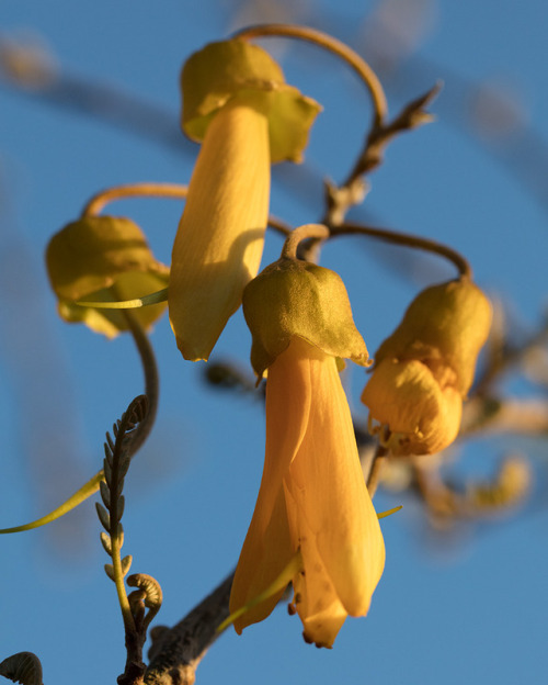 Nothing says spring is in the air more than Kowhai flowers and blue skies :)  