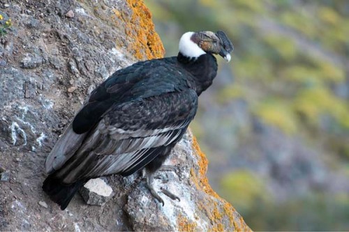 birdsbirdsbirdsbirdsbirds:Andean Condor - Vultur gryphus