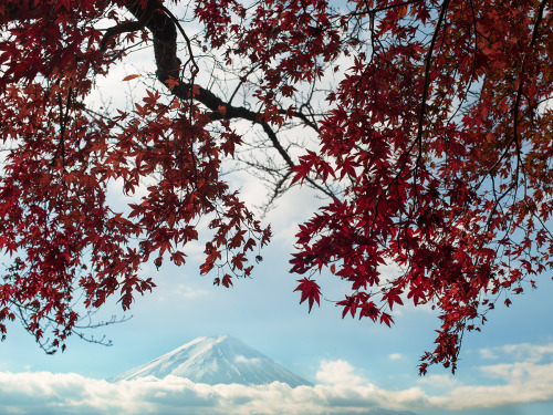 magicscapes: Fuji framed bt autumn foliage From the moment we decided to visit Japan and especially 