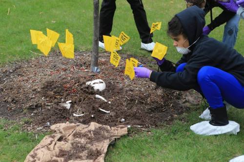 cmuniversity: CMU students were given a chance through a forensic anthropology class to investigate 