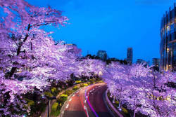 bobbycaputo:      16 National Geographic Images Of Cherry Blossom In Japan   