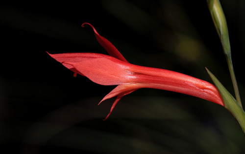 Gladiolus quadrangularisVery elegant species native to rocky sandstone slopes of the Northwest Cape,