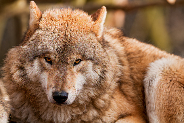 funnywildlife:  Pretty wolf! by Tambako the Jaguar on Flickr.