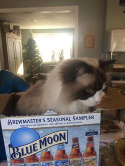 online-cats:  I’d take a nice Ragdoll over